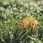 如何在pt游戏官网上获取最佳游戏技巧与策略 tzbz4ylh